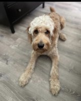 Anne Marie - Goldendoodle Stud
