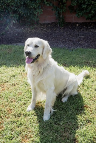 Golden Retriever Stud 27119