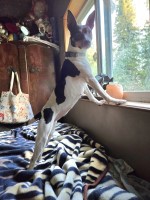 Rawhide Rat Terriers Rat Terrier breeder