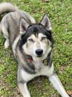 Hope - Siberian Husky Stud