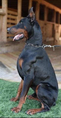 Doberman Pinscher Breeder 27374