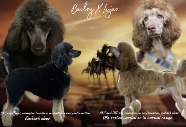 Ocotillo ranch & stud service