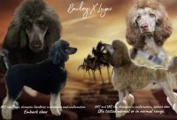 Poodle Standard thumbnail