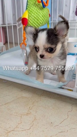 Chihuahua Stud 31979
