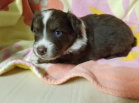 Don - Australian Shepherd Dog Stud