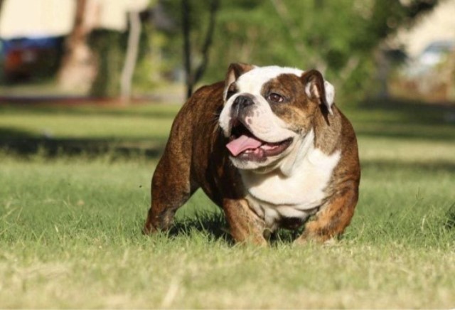 English Bulldog Stud 31570