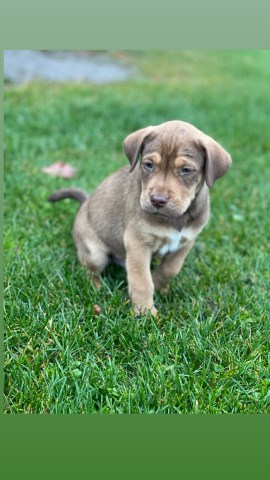 Labrador Retriever Stud 31438