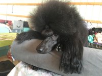 ‘Anolani Poodles Poodle Standard breeder