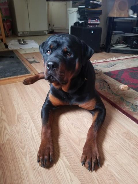 Rottweiler Stud 27889