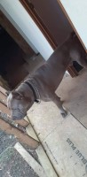 Joyce Johnson - Cane Corso Stud