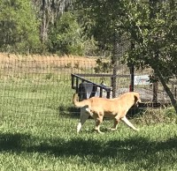 S. Fischer - Chesapeake Bay Retriever Breeder Chesapeake Bay Retriever breeder