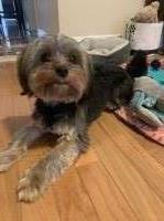 FLOR - Yorkshire Terrier Stud