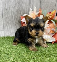 Dogyam Yorkies Yorkshire Terrier breeder