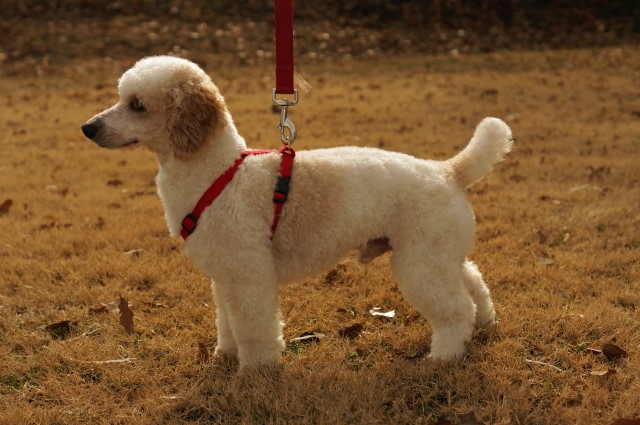 Poodle Miniature Stud 28811