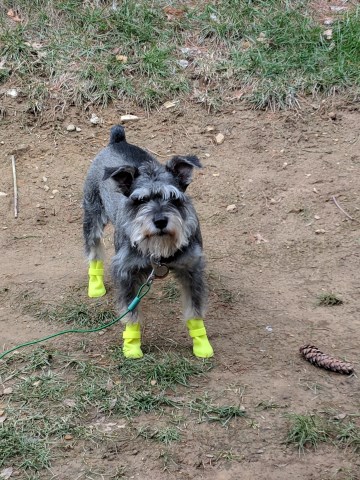 Miniature Schnauzer Stud 23735