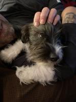 Paula rees - Miniature Schnauzer Stud