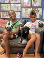 Sunday Morning Acres Pug breeder
