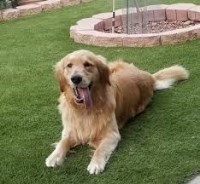 Catherine R. Holbert - Golden Retriever Breeder Golden Retriever breeder