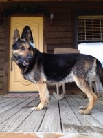 Maxim - German Shepherd Dog Stud