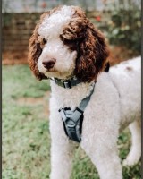 Victoria Coscia - Poodle Standard Stud