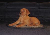 Gibson's Labs Labrador Retriever breeder