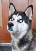 Tim - Siberian Husky Stud