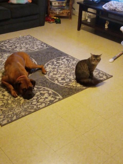 Dees best pets