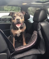 Jason Lindsay - American Pit Bull Terrier Stud