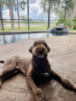 Demian Orozco - Poodle Standard Stud