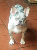 Agustin - French Bulldog Stud