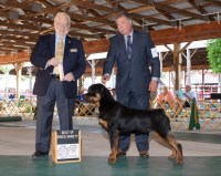 Rottweiler Breeders in Michigan