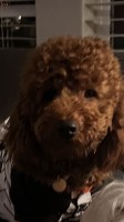 Melissa - Goldendoodle Stud