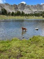 Chris - Golden Retriever Stud