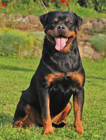 Rottweiler Breeder 26193