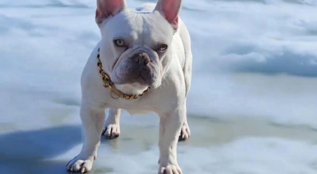 French Bulldog Stud 31599