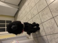 Nafe Moore - Poodle Standard Stud