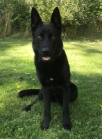 Andrew E Hall - German Shepherd Dog Stud