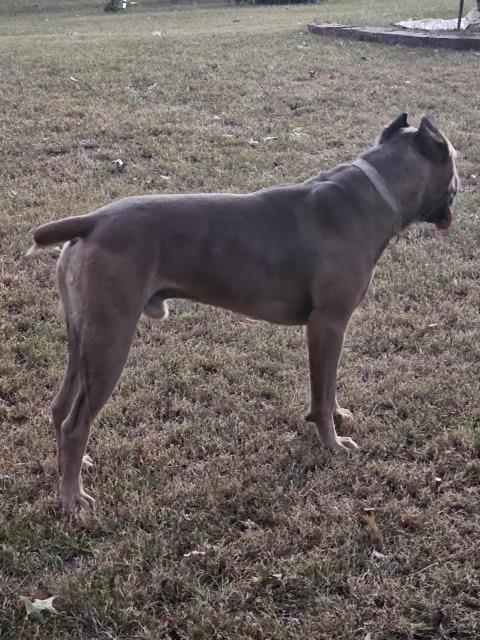 Cane Corso Stud 31578