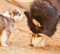 Allison Benoit - Siberian Husky Stud