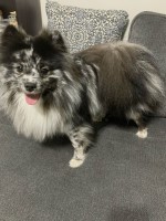 Hannah Palmer - Pomeranian Stud