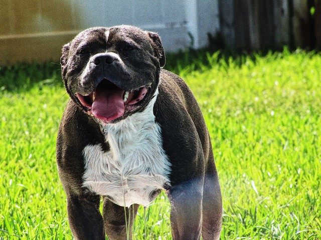 American Pit Bull Terrier Stud 29339