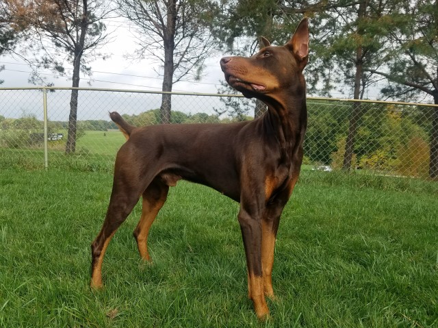 Doberman Pinscher Stud 29926