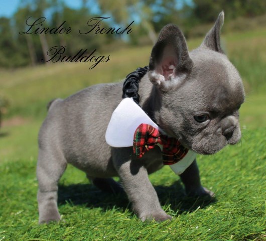 Lindor French Bulldogs, French Bulldog Breeder in Douglas ...