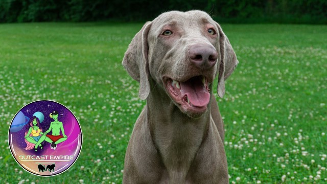 Weimaraner Stud 31288