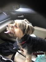 Jimmevans Dragon - Yorkshire Terrier Stud