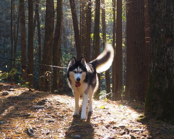 Siberian Husky Stud 25925