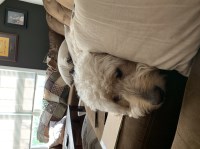 K Bo - Goldendoodle Stud