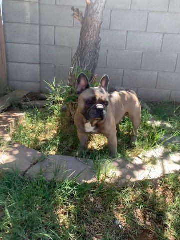 Arizona Frenchies