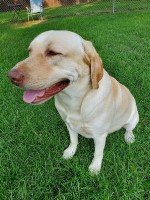 Chris Beard - Labrador Retriever Stud