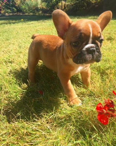 Kevroygreenfarmpet, French Bulldog Breeder in Jacksonville ...